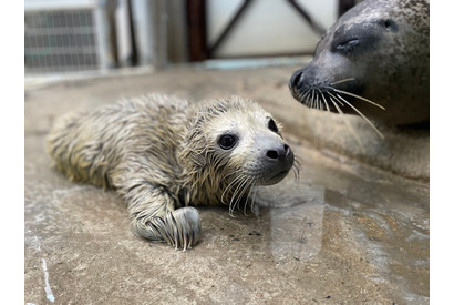 ゴマフアザラシの赤ちゃん誕生、名前募集…東武動物公園 画像