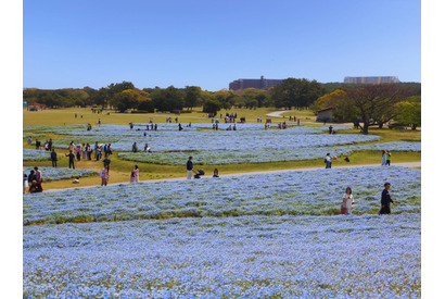 100万本のネモフィラが満開…国営海の中道海浜公園 画像