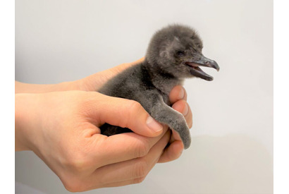 マゼランペンギンの赤ちゃん2年ぶり誕生…すみだ水族館 画像