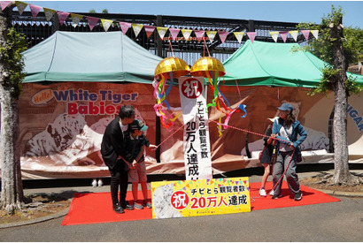 ホワイトタイガー赤ちゃん、観覧者20万人達成…東武動物公園 画像