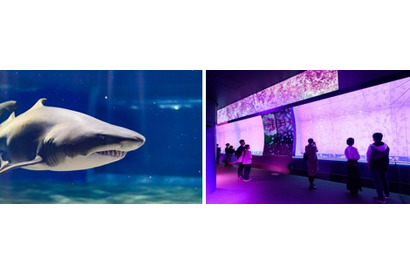 サメの種類日本一、大洗水族館で特別バックヤードツアー6/22 画像