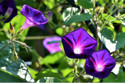 【中学受験】今週末行ける中高一貫「学校見学」10校（7/19-21） 画像