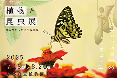 【夏休み2025】京都府立植物園「植物と昆虫展」8/24まで、自由研究にも 画像
