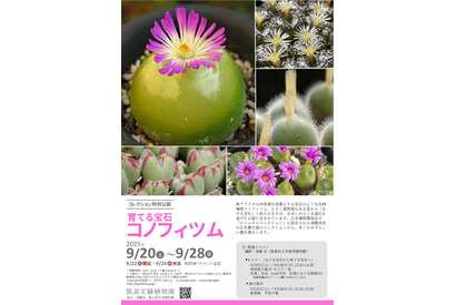 筑波実験植物園、育てる宝石「コノフィツム」特別公開 画像