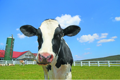 茨城・埼玉県民デー「マザー牧場、子供入場無料など」11/8-16 画像