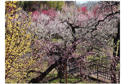 東京都「神代植物公園」梅・椿・桜 開花にあわせた催し、2/10から 画像