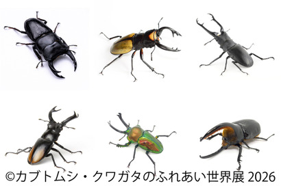 【夏休み2026】「カブトムシ・クワガタのふれあい世界展」浅草橋8/1-16 画像