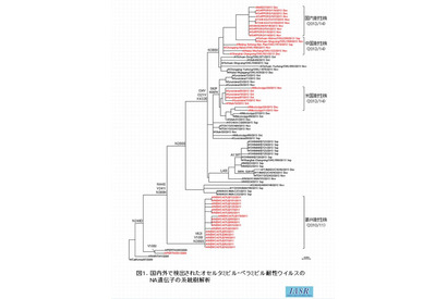 【インフルエンザ2014】山形県でも耐性ウイルス検出、国立感染症研究所 画像