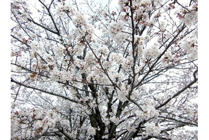 平年より1日早く東京と横浜で桜開花 画像