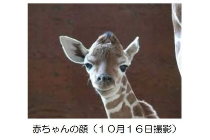 こども自然動物園にキリンの赤ちゃん誕生、11/9まで名前募集 画像