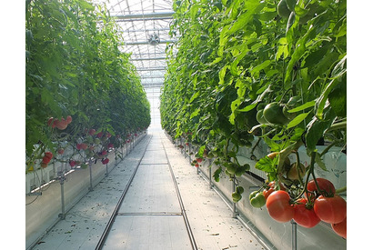 ディズニー、パークの野菜農園を自社生産目指す…山梨県 画像
