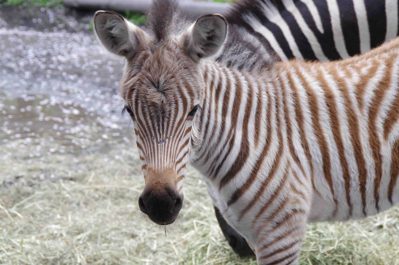 羽村市動物公園 シマウマの赤ちゃん誕生 愛称投票実施 リセマム 羽村市動物公園 シマウマの赤ちゃん誕生 愛称投票実施 リセマム