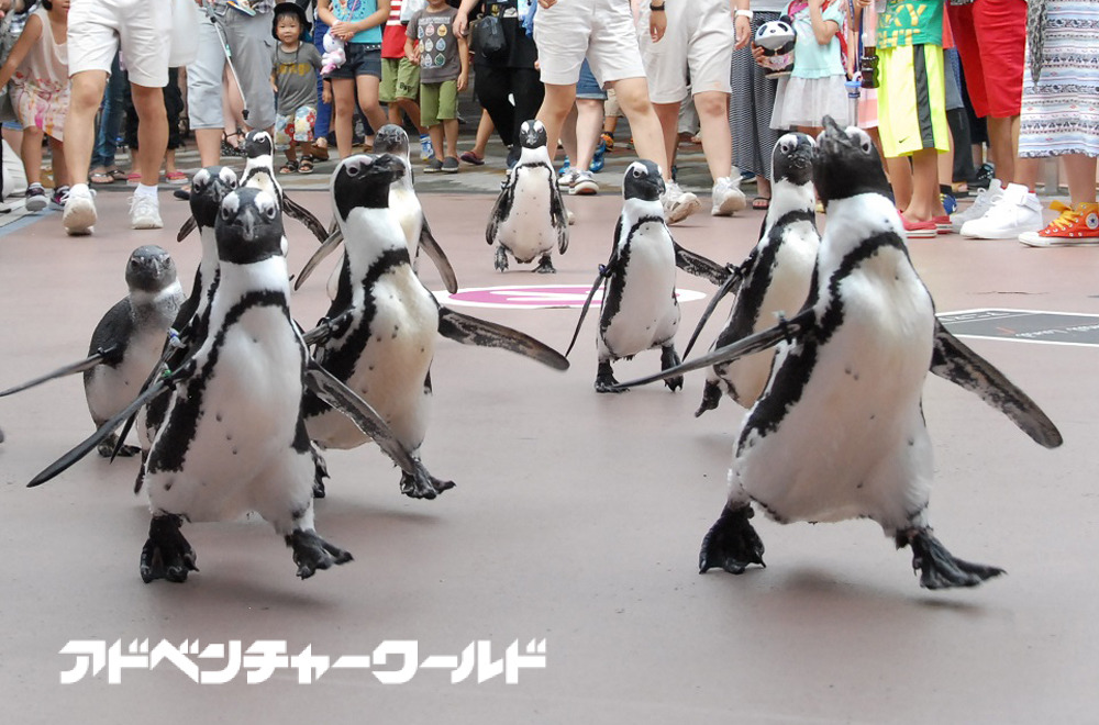 ペンギン10羽が50mコースを行進 アドベンチャーワールド 動画あり リセマム