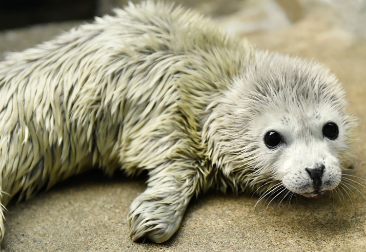 海遊館でゴマフアザラシの赤ちゃんが誕生 1日1kg以上の体重増加も リセマム