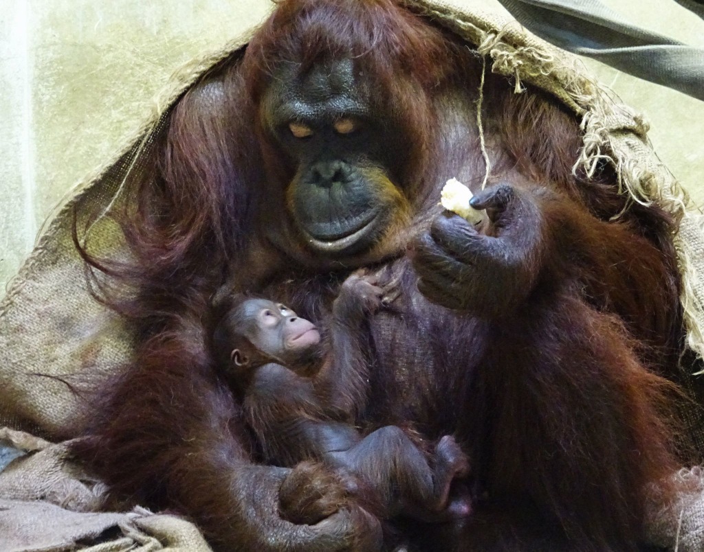 多摩動物公園 オランウータンの赤ちゃん4年ぶり誕生 7 19まで名前投票 リセマム