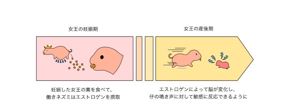 働きネズミはなぜシッターに 真社会性動物の子育てメカニズム解明 リセマム
