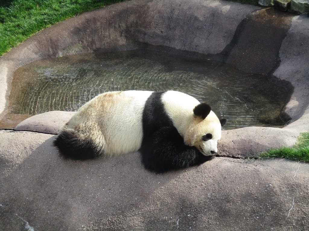 1位はパンダが魅力の 日本の動物園 水族館ランキング18 リセマム