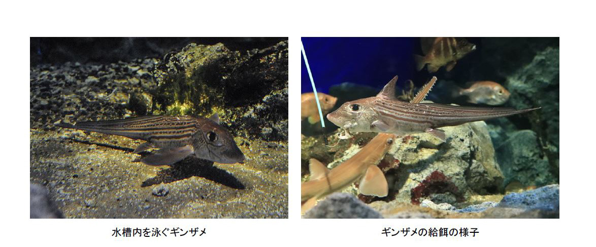 長期飼育が難しい深海魚 ギンザメ 展示 鴨川シーワールド リセマム