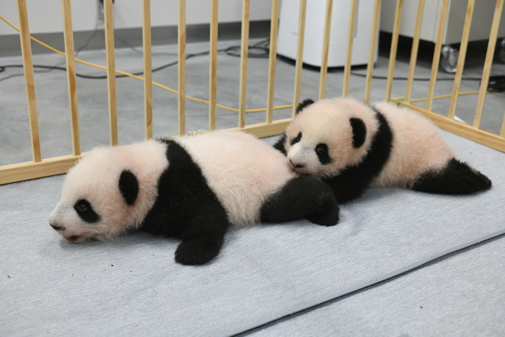 上野動物園の双子パンダの名前決定 母子公開は来年1月をめど リセマム
