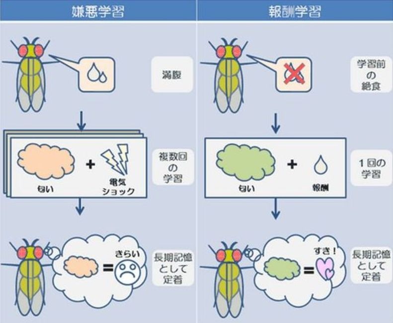 空腹時には記憶力が上がる 東京都医学総合研究所が発表 リセマム