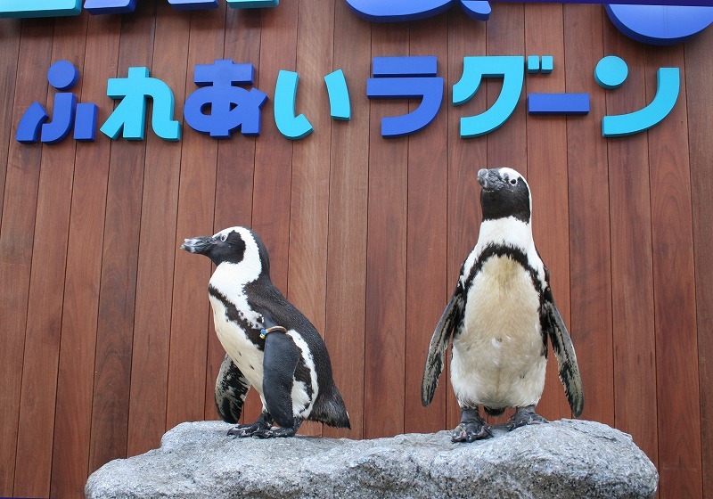ラゾーナ川崎プラザ 八景島シーパラダイスからペンギンがやって来る 8 3 リセマム