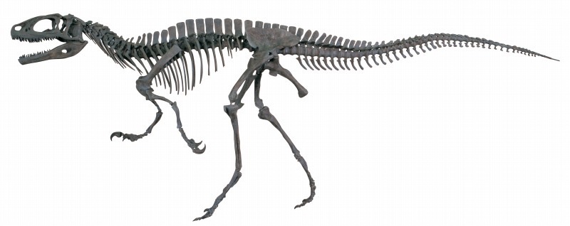 夏休み ハンズに福井の恐竜がやってくる 恐竜女子会も リセマム