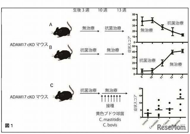 マウスを用いた実験