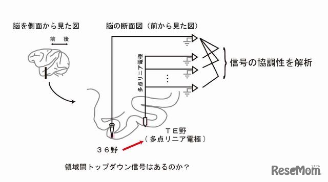 多点リニア電極を用いた活動測定