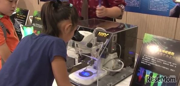 平成25年度　文部科学省「生理学研究所との脳の中をのぞいてみよう」