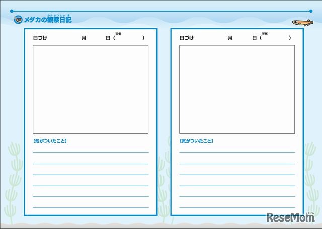 メダカの観察日記フォーム