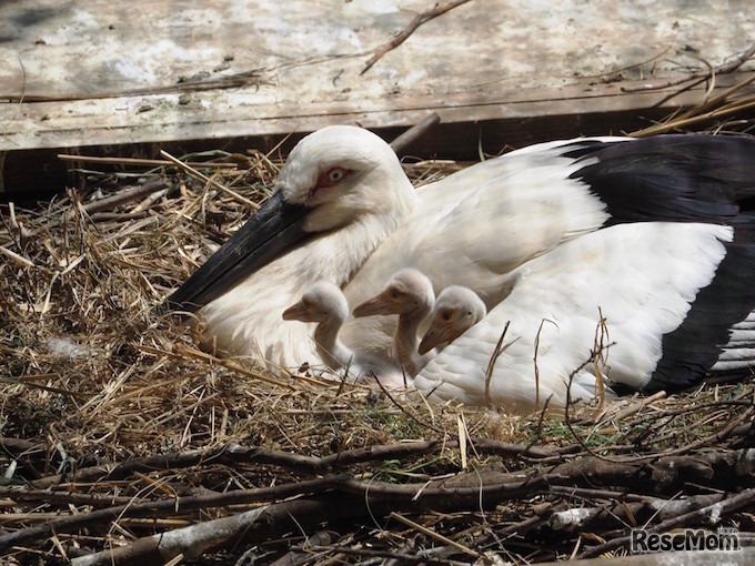 5月5日・7日に誕生したニホンコウノトリのヒナ