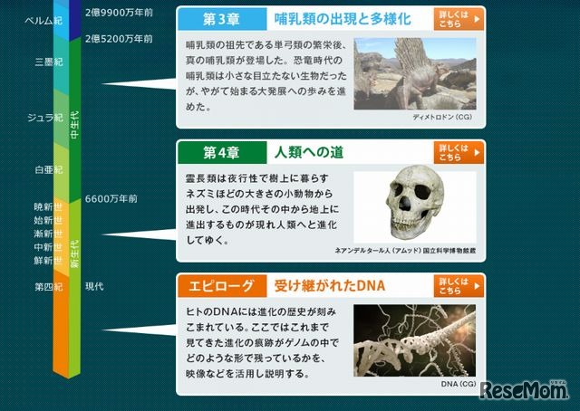 進化の過程ごとに展示