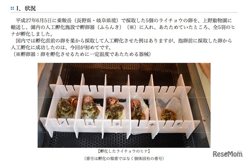 ふ化したライチョウのヒナ