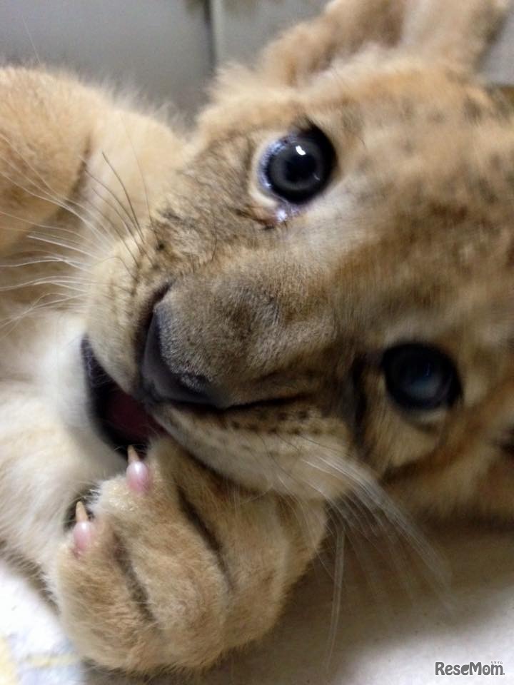ライオンの赤ちゃん「のぞむ」