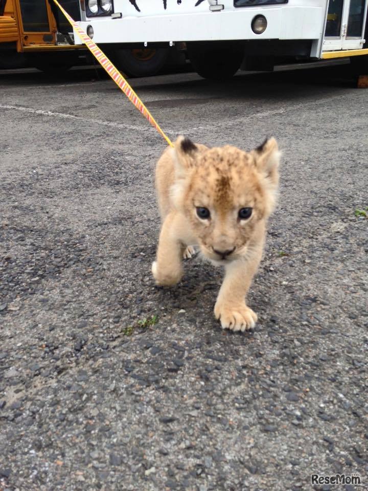 おさんぽタイム