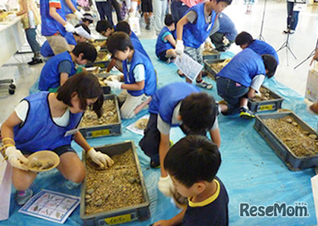 たくさんの石の中からいろいろな種類の化石を探す