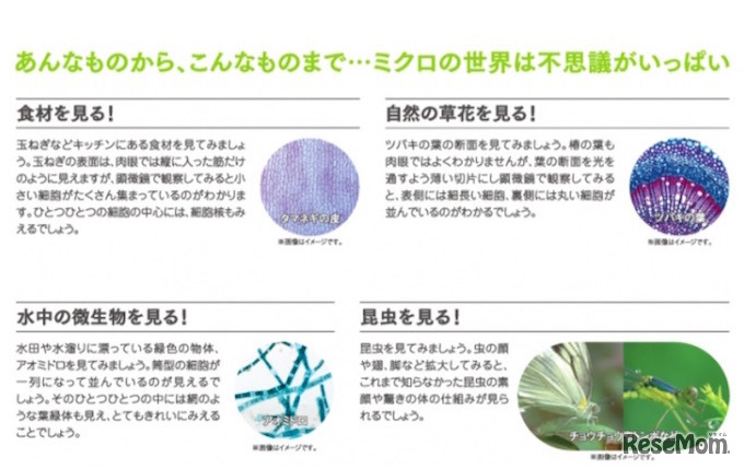 夏休みの自由研究を応援