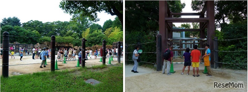 ゾウの運動場に入ってみよう