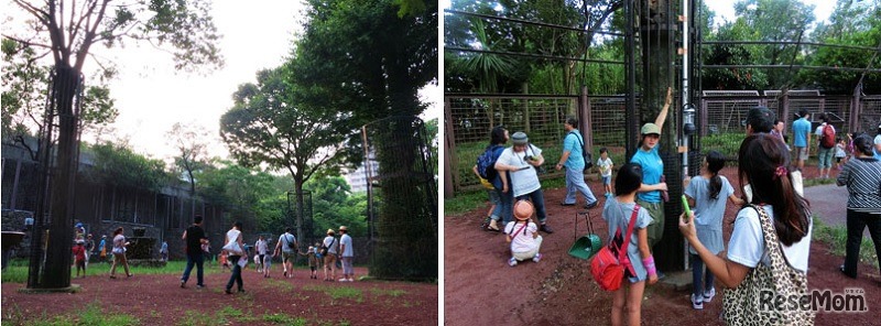 キリンの運動場に入ってみよう