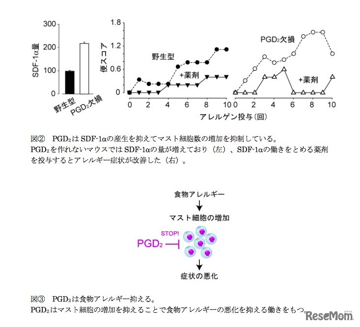 食物アレルギーマウスのSDF-1α量