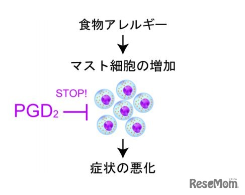 PGD2は食物アレルギー抑える