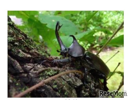 カブトムシの成虫