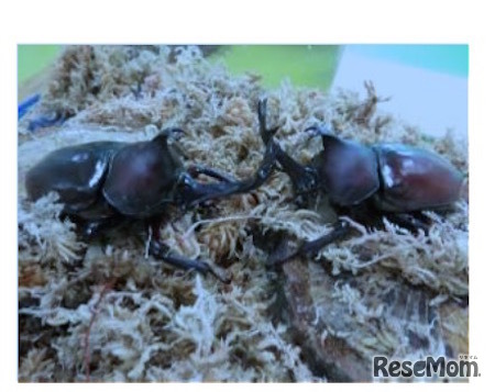 カブトムシの成虫