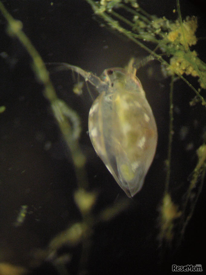 微小生物を観察