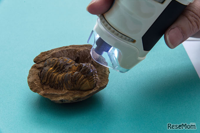 台座から外して直接観察も