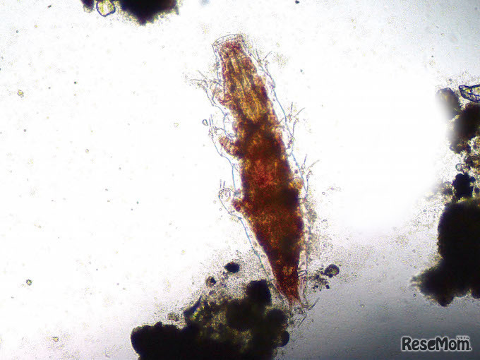 オニクマムシを観察