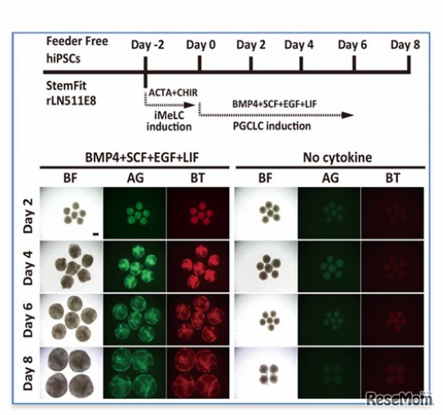 人のiPS 細胞からの始原生殖細胞様細胞の誘導