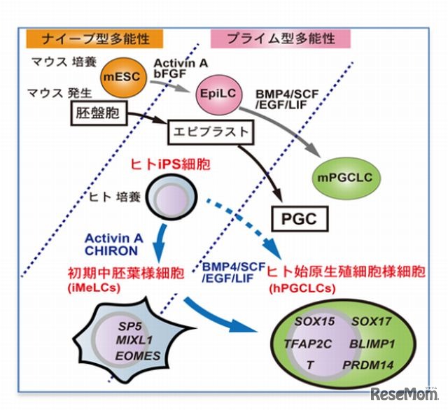 人の始原生殖細胞様細胞の誘導モデル