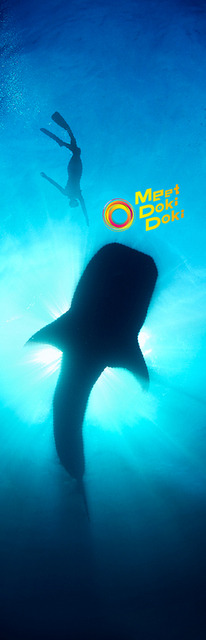 銀座ソニービルに14トンの大型水槽が登場…沖縄美ら海水族館監修「48th Sony Aquarium」