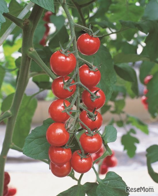 ミニトマト CF千果